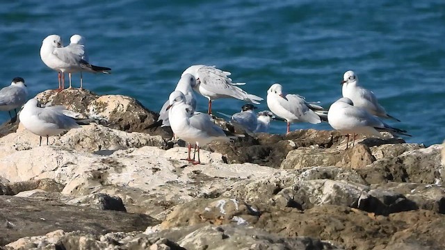 racek černohlavý - ML647897583