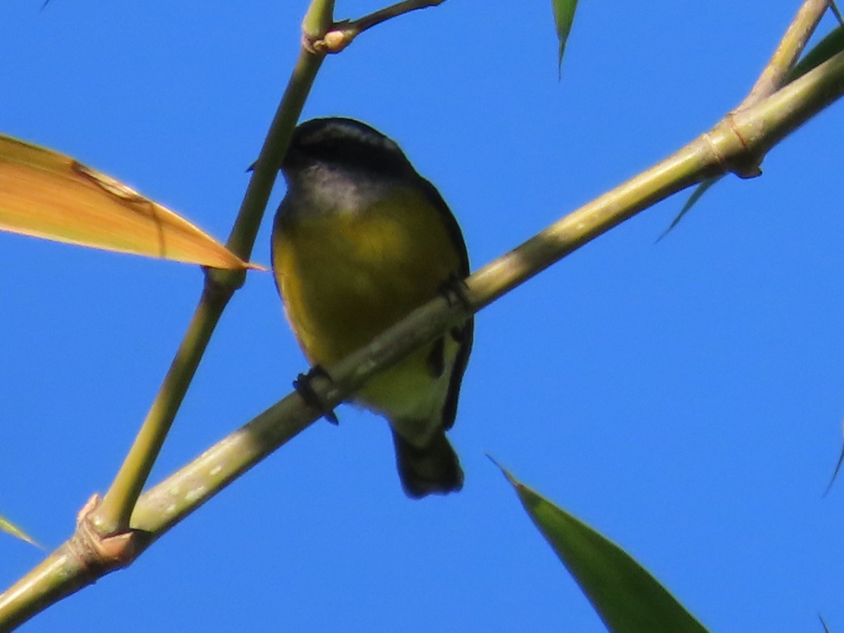Bananaquit - ML647897617