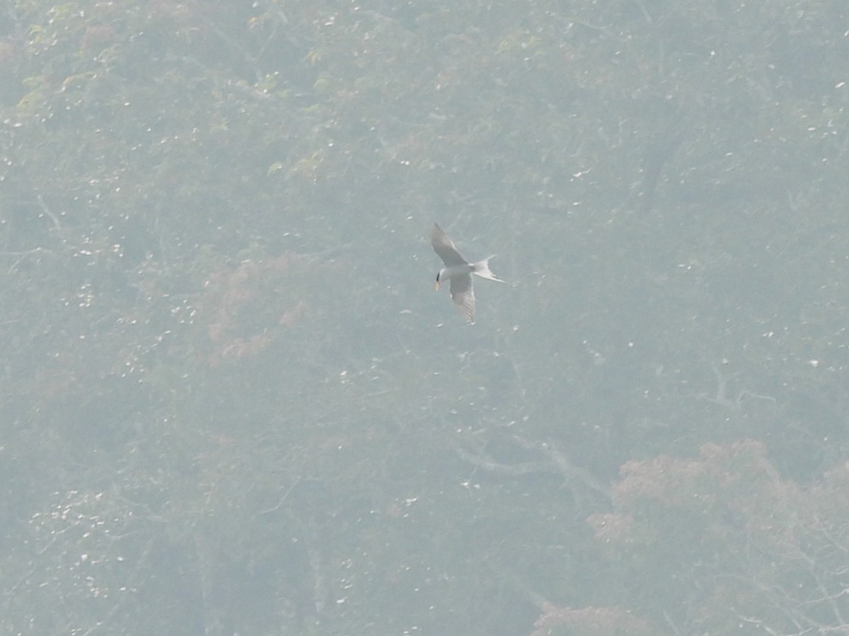 River Tern - ML647897618