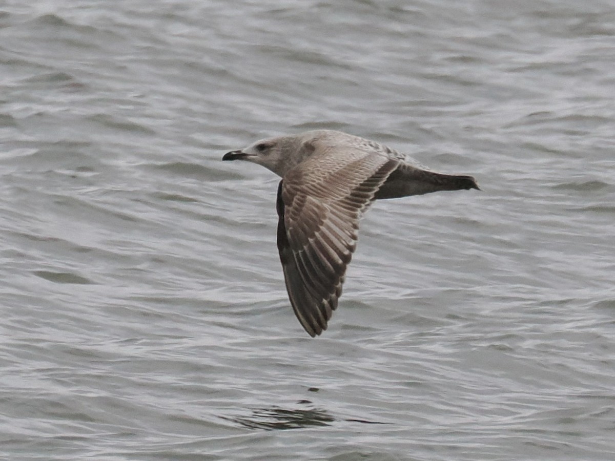Gaviota/Gavión sp. - ML647897636