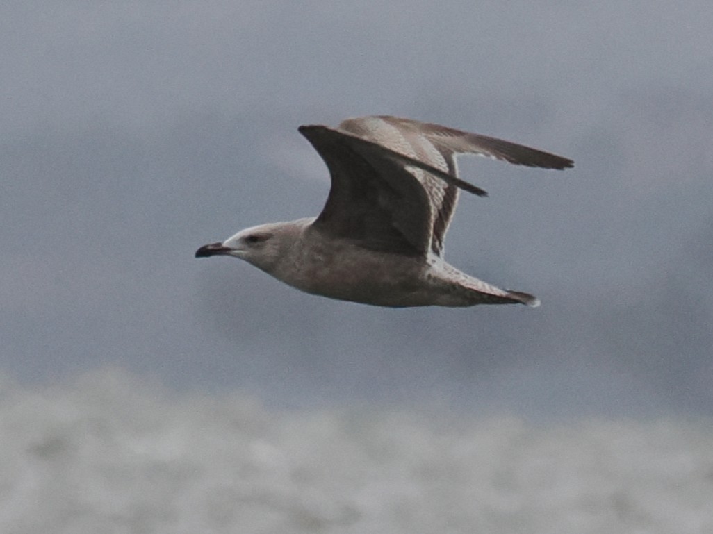 Gaviota/Gavión sp. - ML647897642