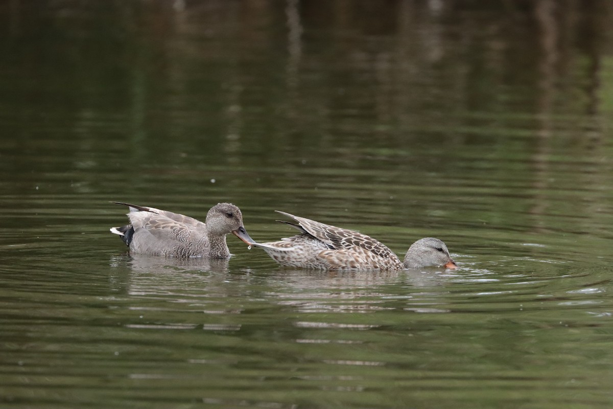 Ipar-ahatea - ML647897646