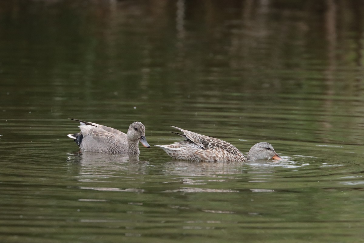 Ipar-ahatea - ML647897647