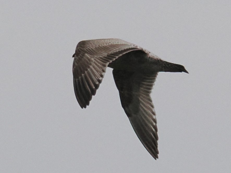 Gaviota/Gavión sp. - ML647897664