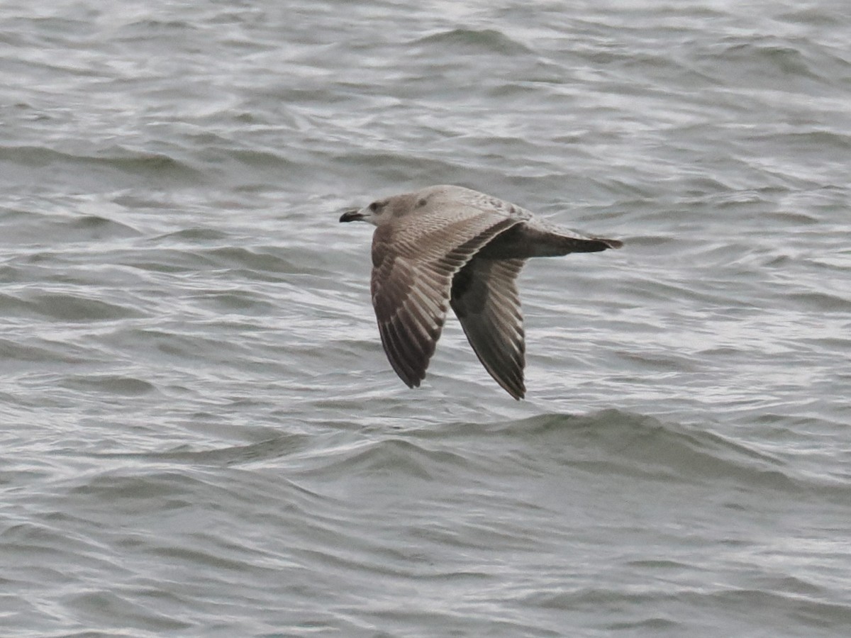 Gaviota/Gavión sp. - ML647897679