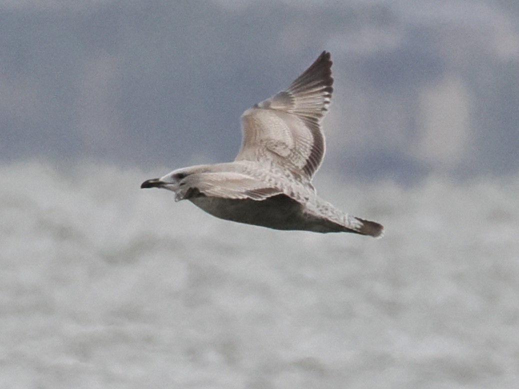 Gaviota/Gavión sp. - ML647897684