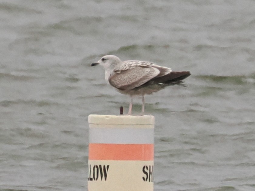 Gaviota/Gavión sp. - ML647897695