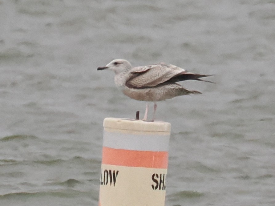 Gaviota/Gavión sp. - ML647897696