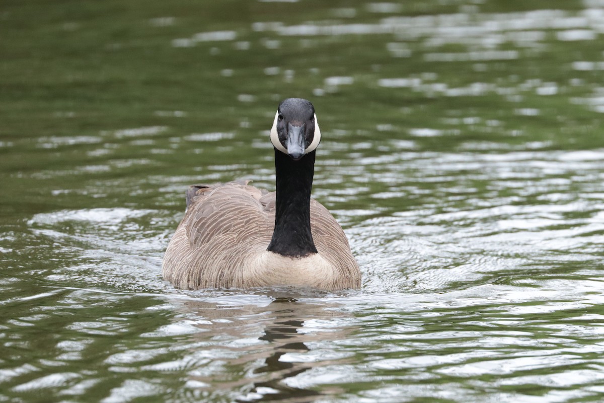 Canada Goose - ML647897709