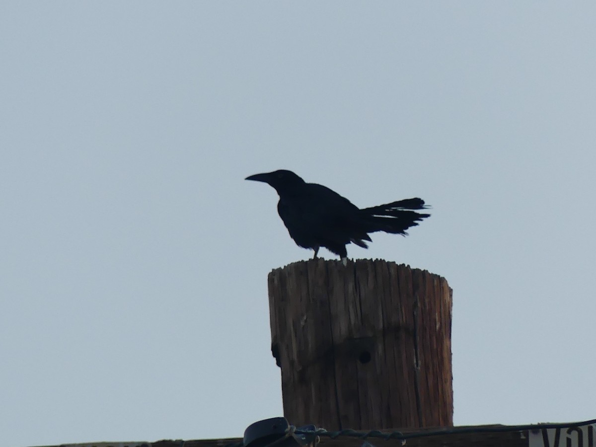 Great-tailed Grackle - ML647897712