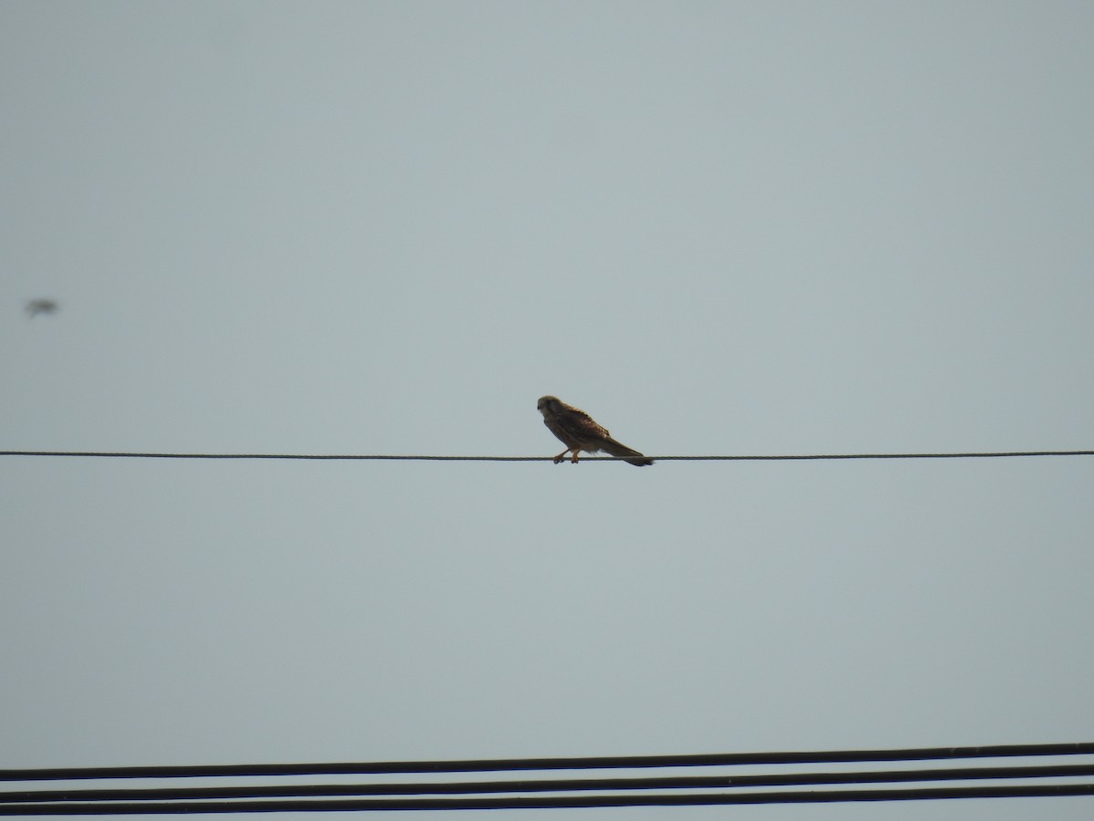 Eurasian Kestrel - ML647897720