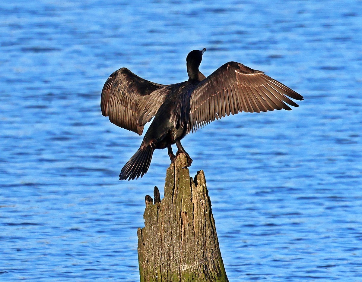 Great Cormorant - ML647897722