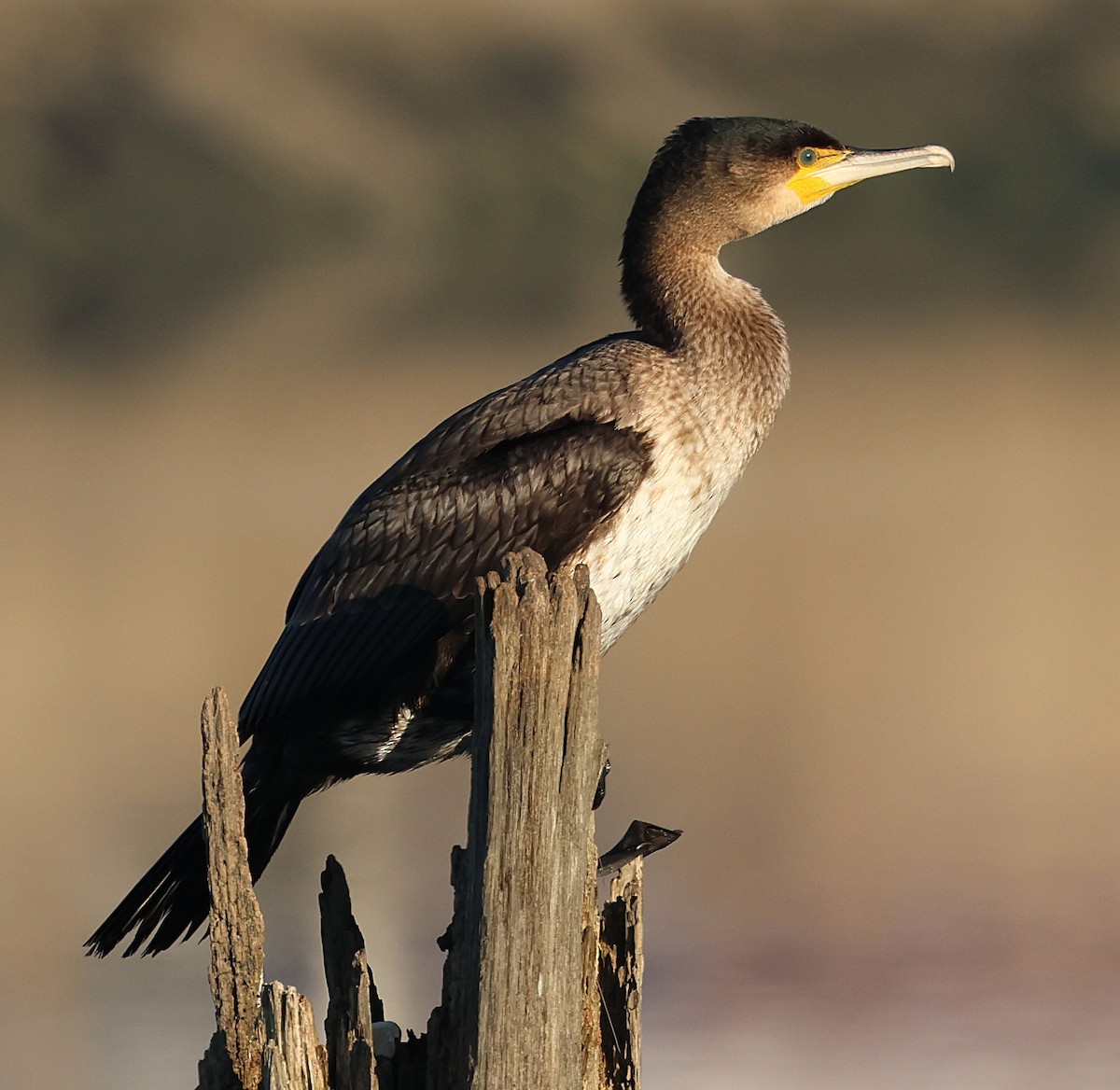 Great Cormorant - ML647897723