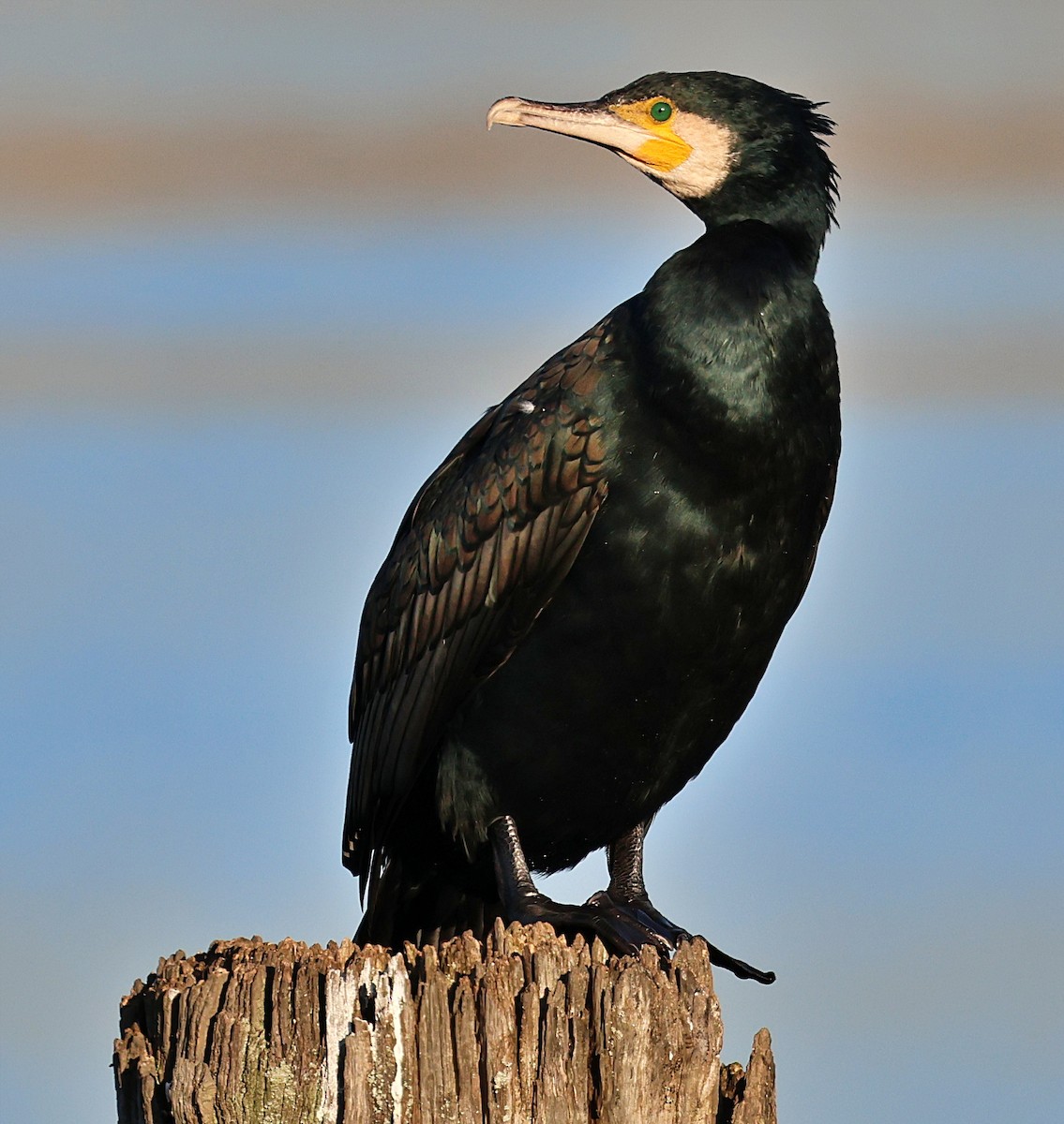 Great Cormorant - ML647897724