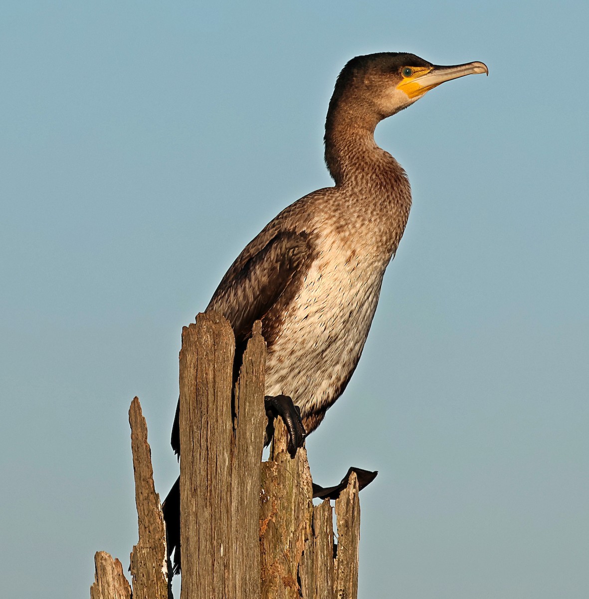 Great Cormorant - ML647897725