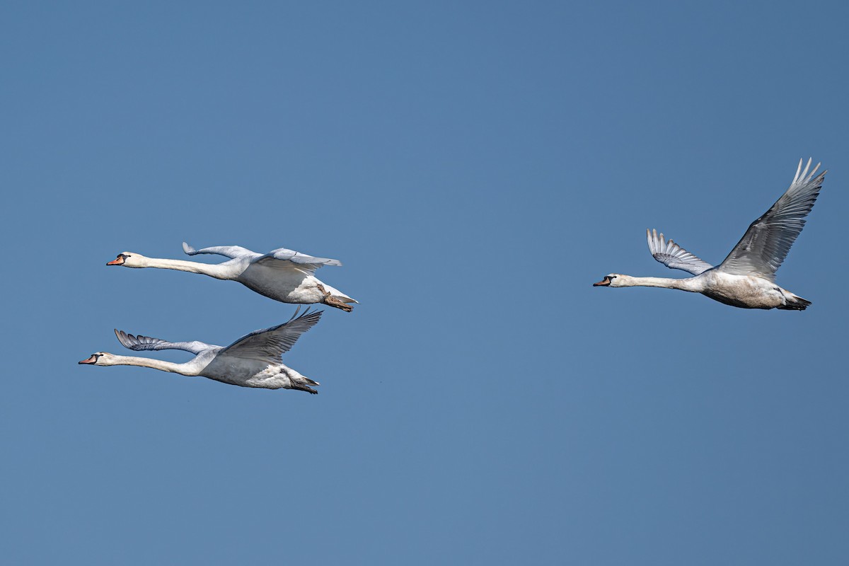 Mute Swan - ML647897732