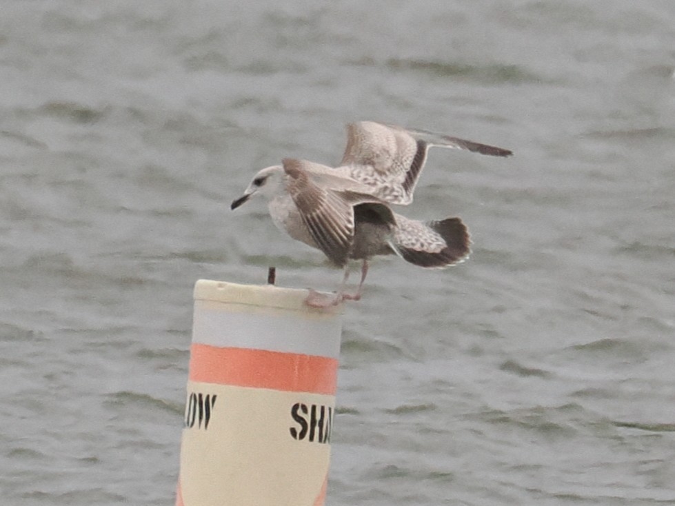 gull sp. - ML647897733