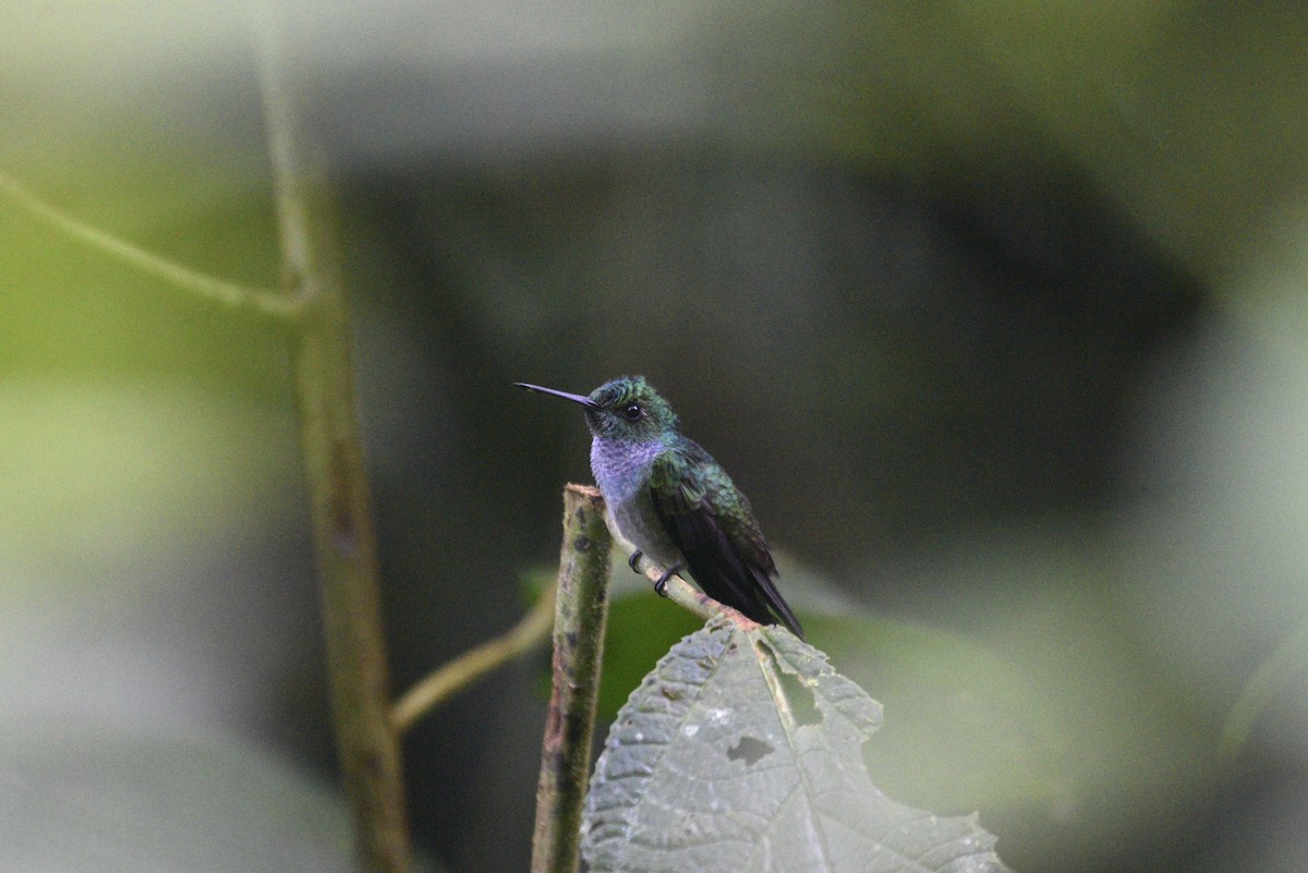 Blue-chested Hummingbird - ML647897734
