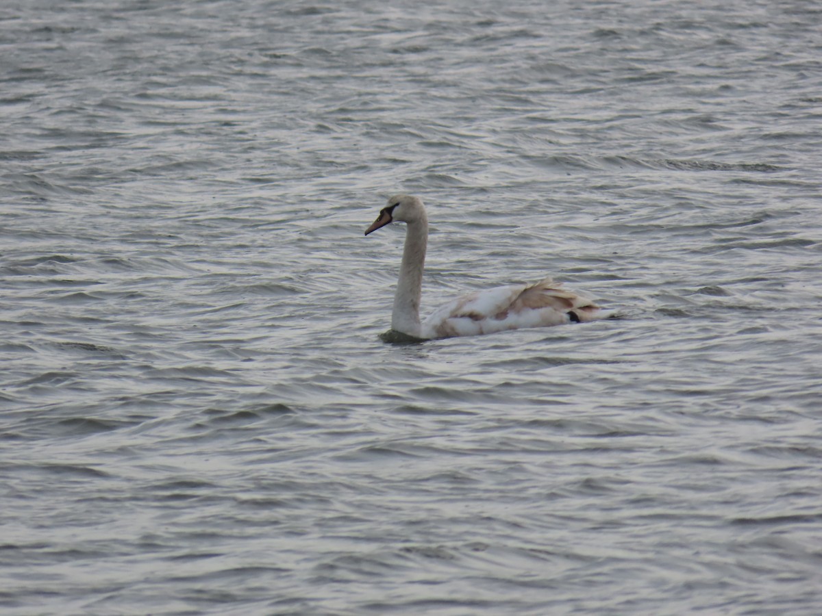 Mute Swan - ML647897736