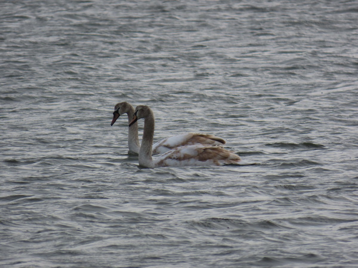 Mute Swan - ML647897737