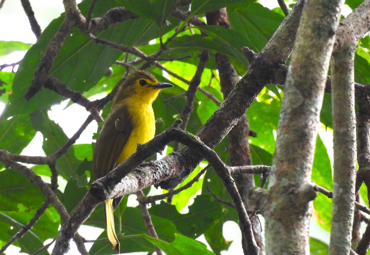 Yellow-browed Bulbul - ML647897738