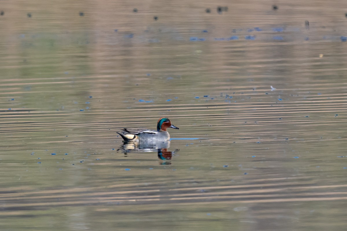 Green-winged Teal - ML647897739