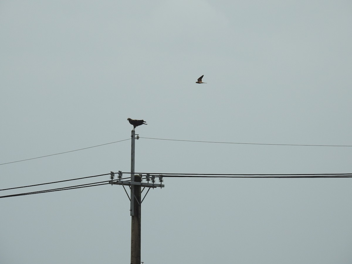 Eurasian Kestrel - ML647897740