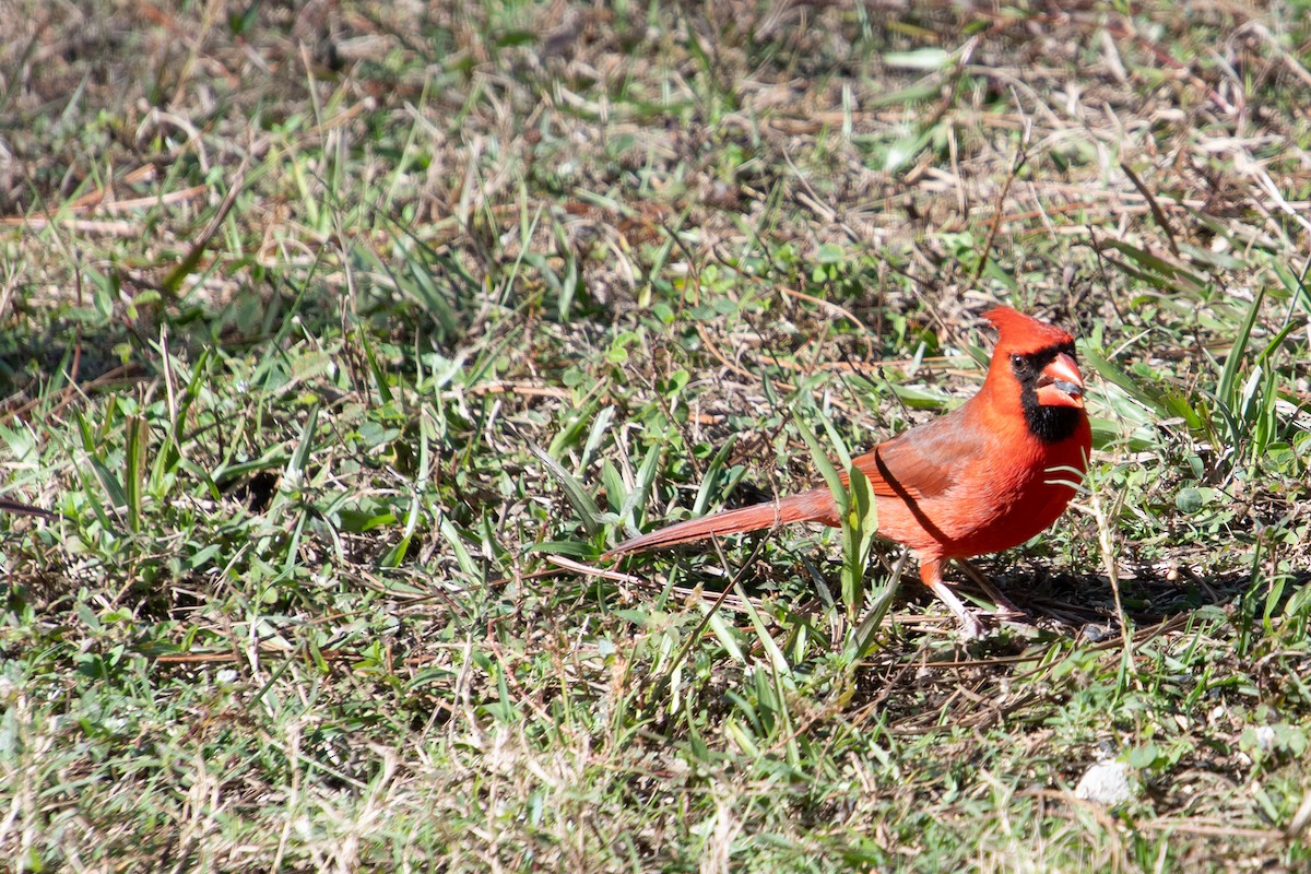 Northern Cardinal - ML647897741