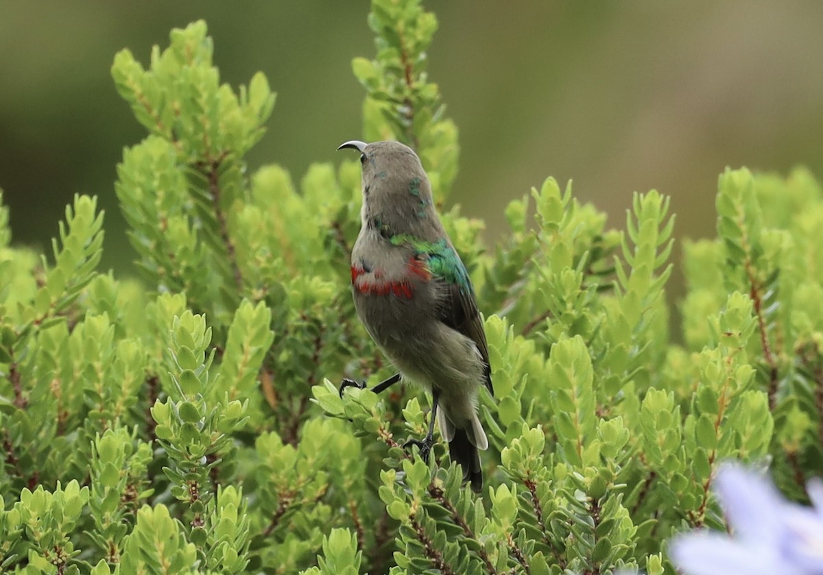 Southern Double-collared Sunbird - ML647897742