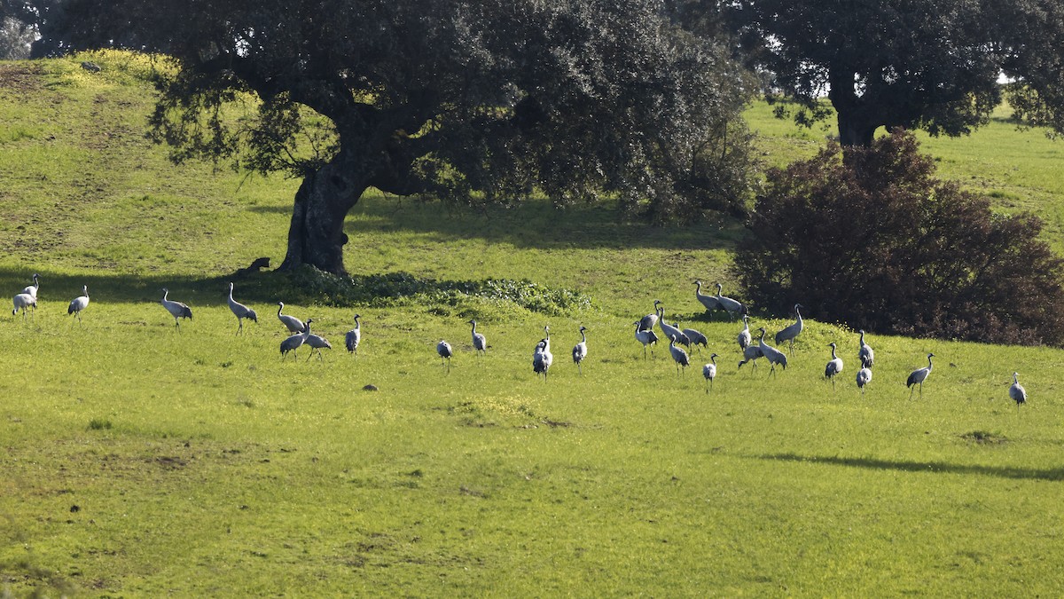 Common Crane - ML647897743