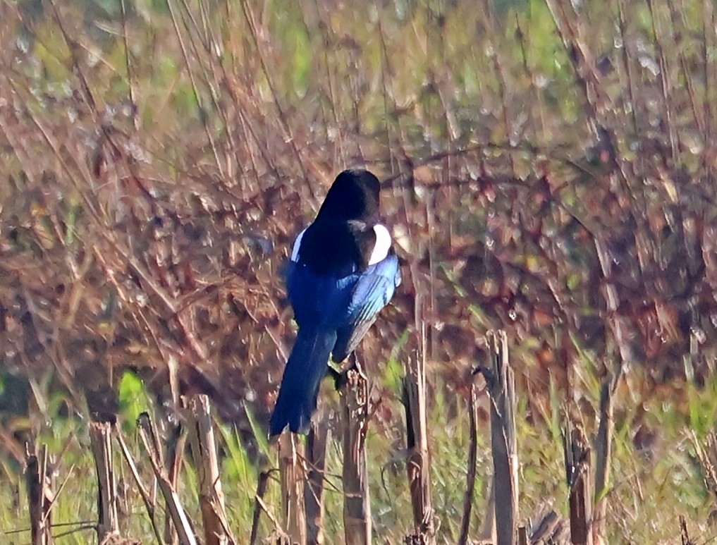 Eurasian Magpie - ML647897744