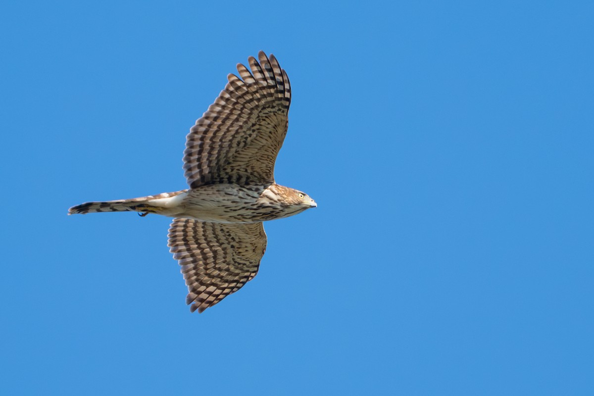 Cooper's Hawk - ML647897745