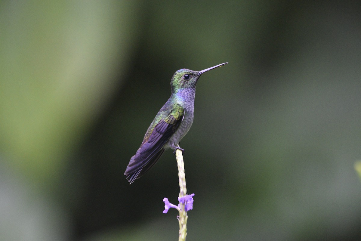 Blue-chested Hummingbird - ML647897746