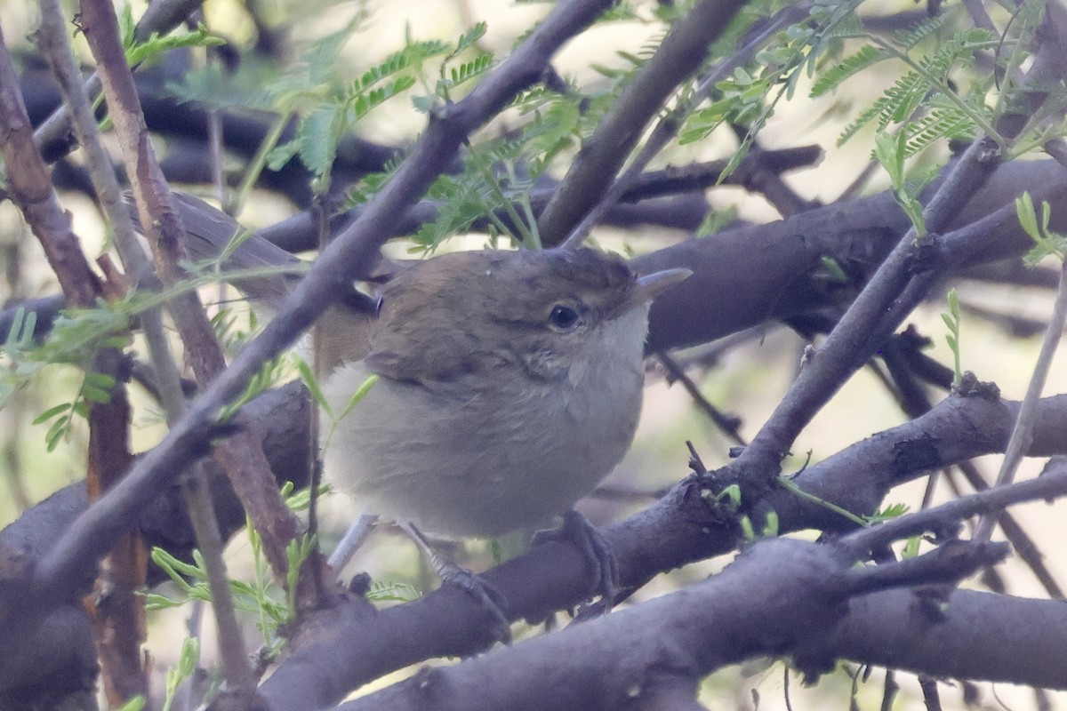 Blyth's Reed Warbler - ML647897747