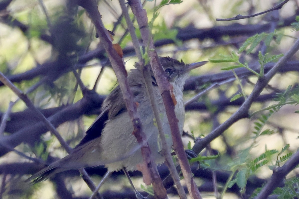Blyth's Reed Warbler - ML647897748