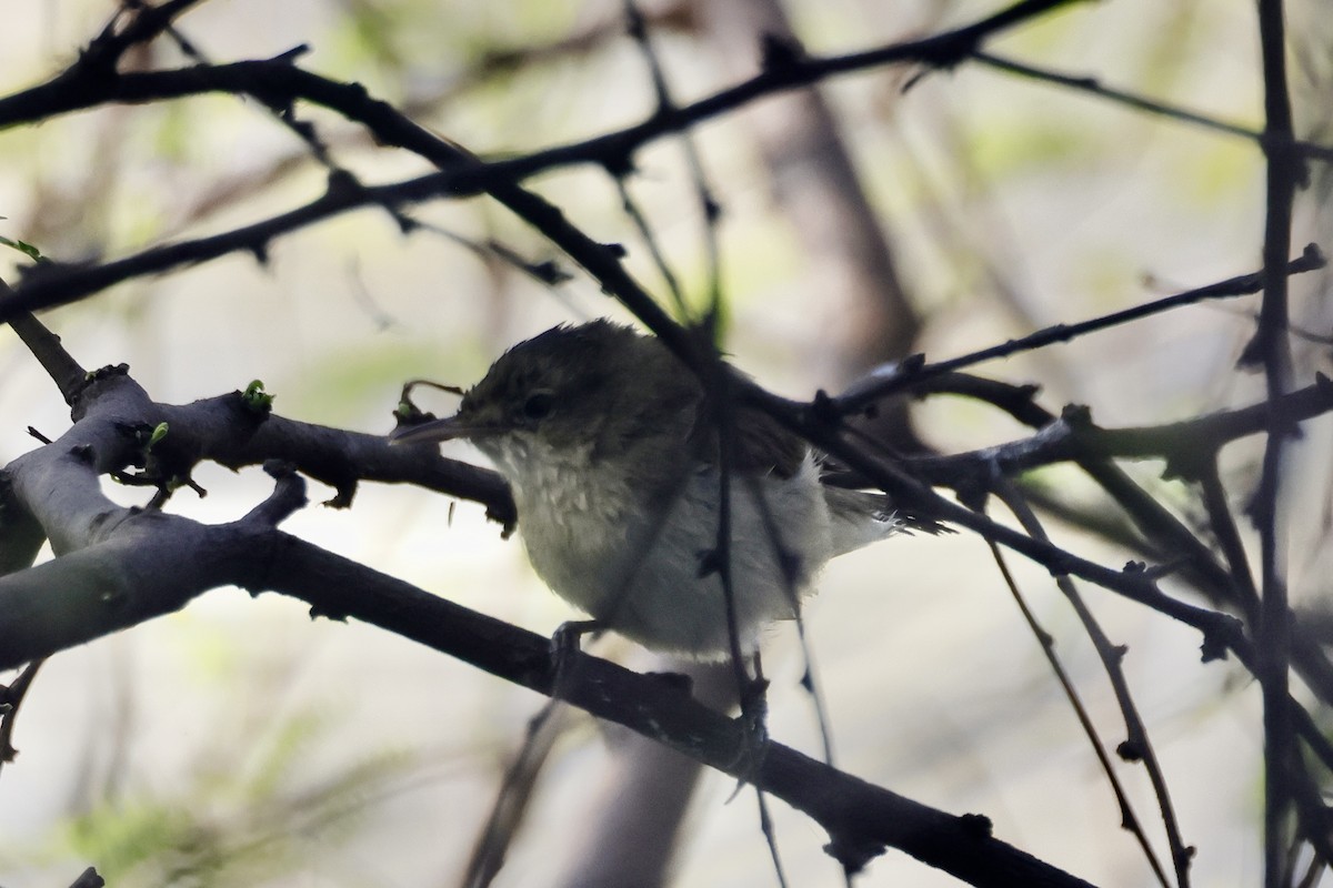 Blyth's Reed Warbler - ML647897749