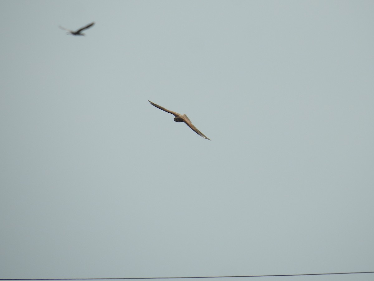 Eurasian Kestrel - ML647897750