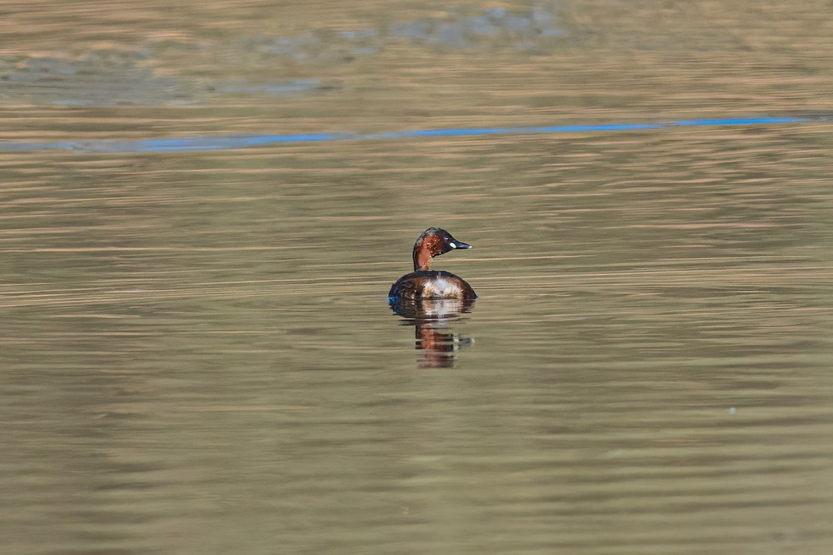 Little Grebe - ML647897751