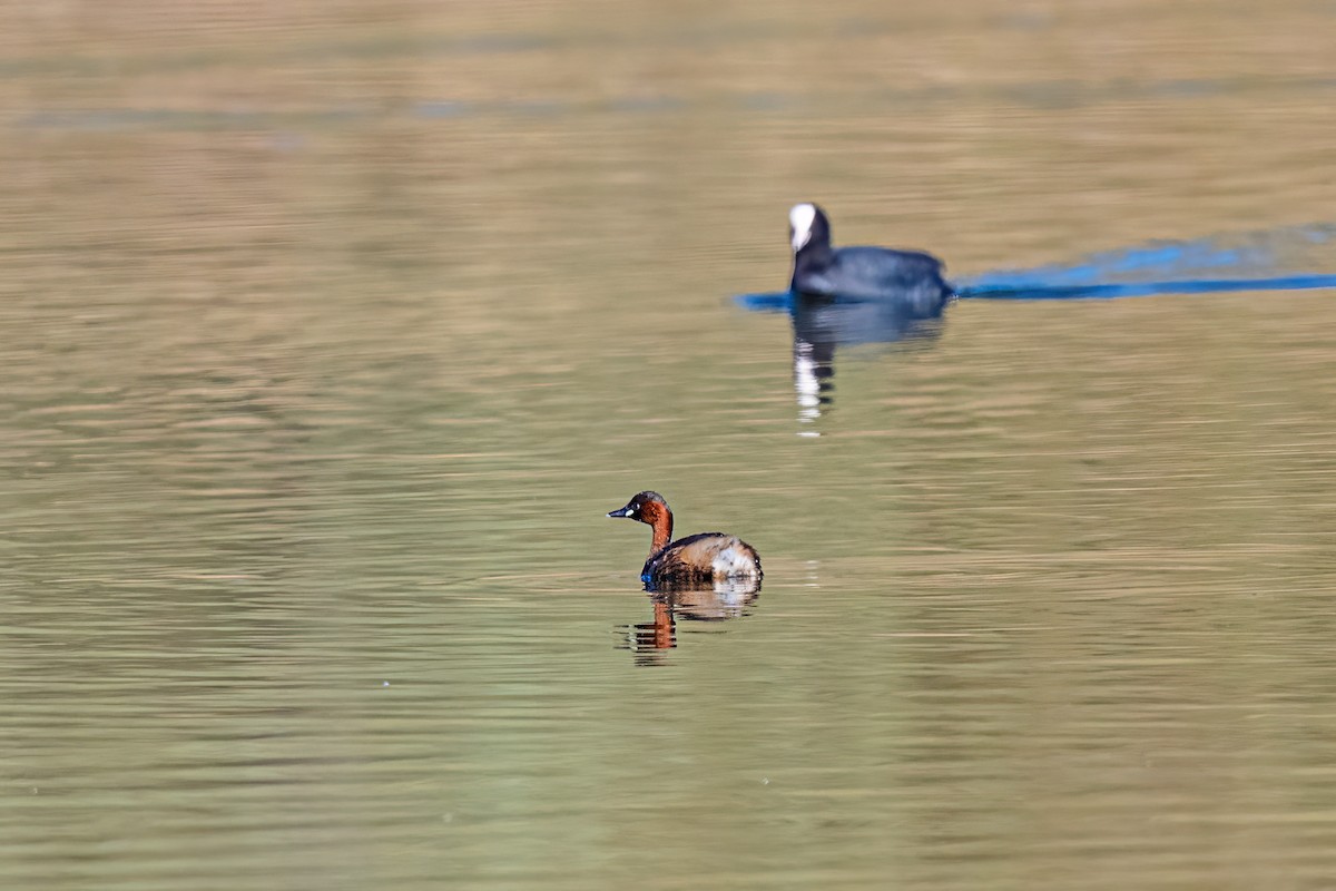 Little Grebe - ML647897752