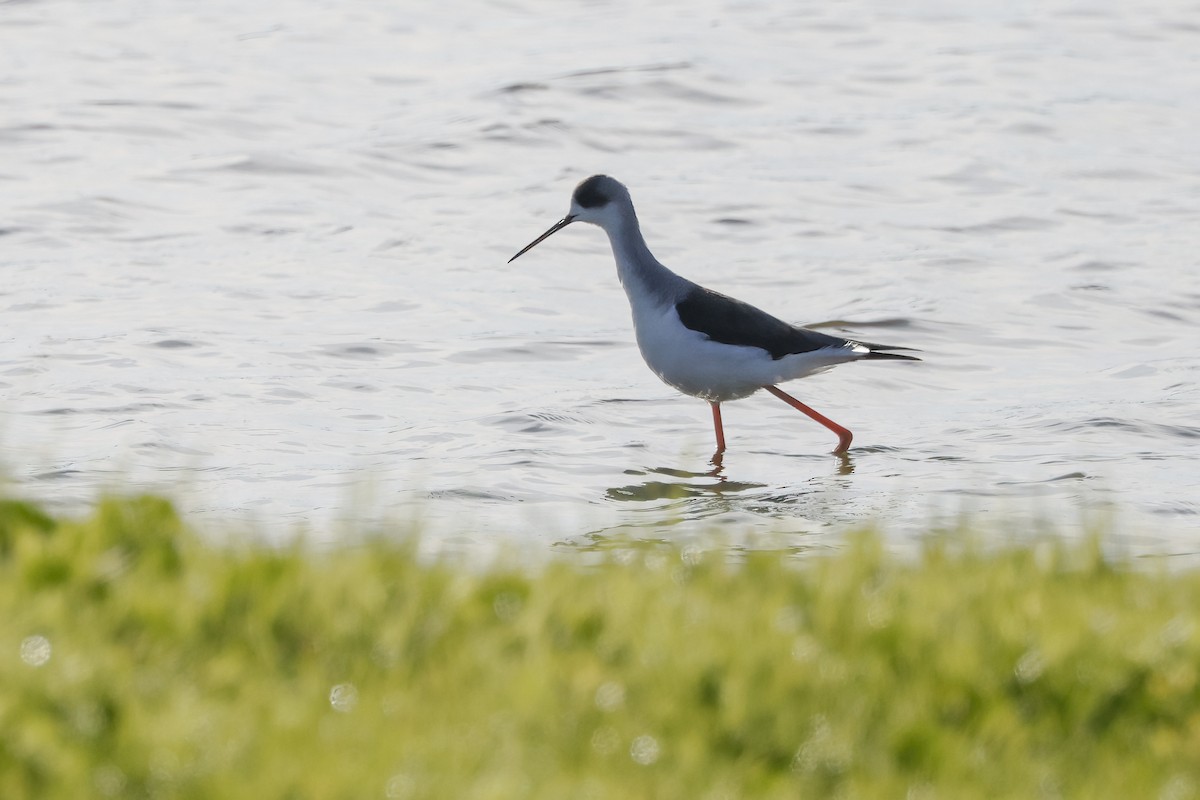 Black-winged Stilt - ML647897753