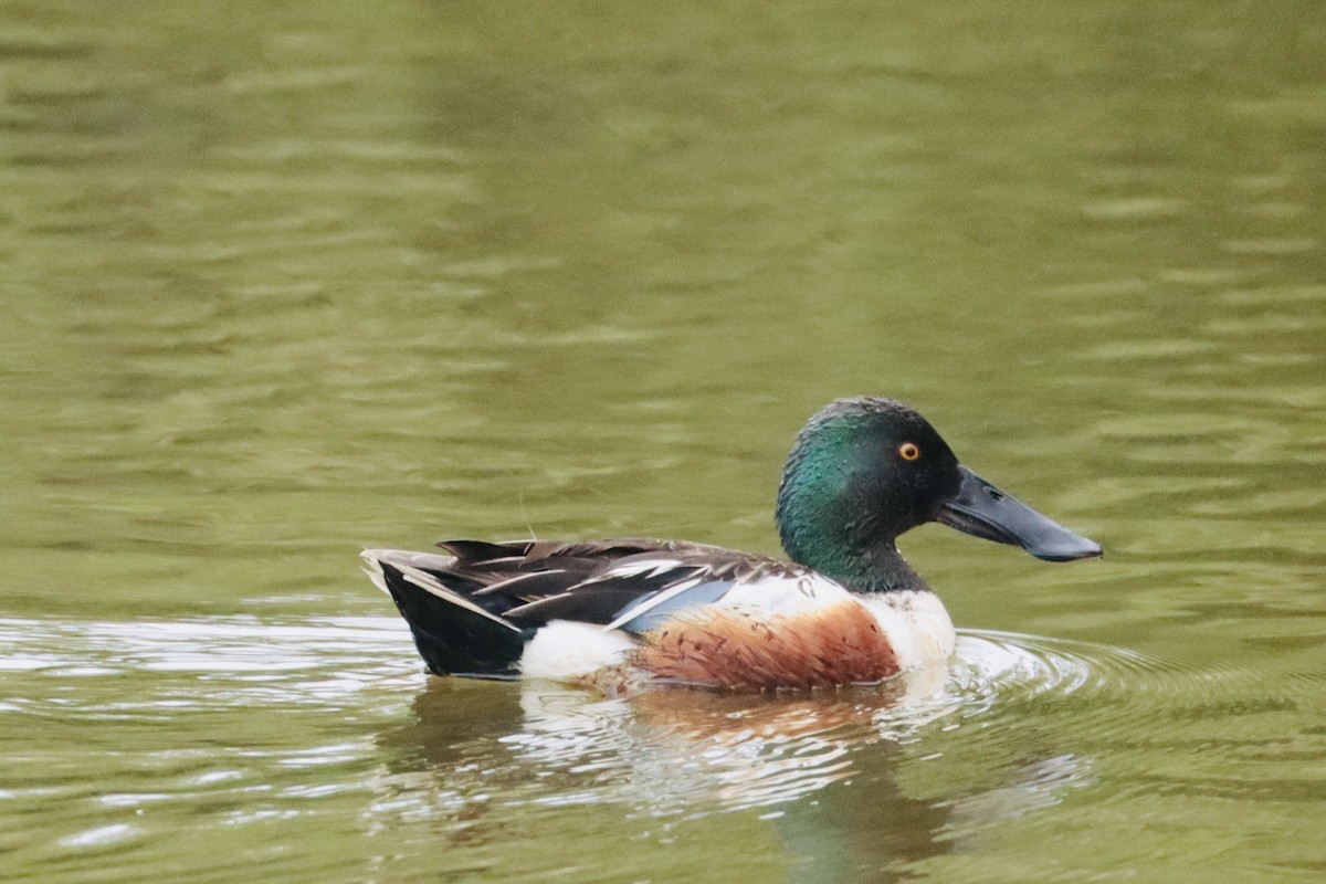 Northern Shoveler - ML647897754