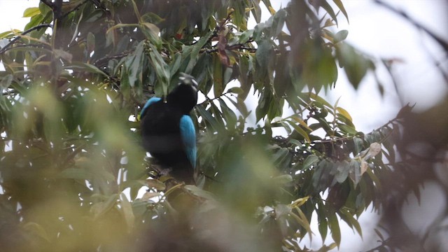 rajka modrokřídlá - ML647897775