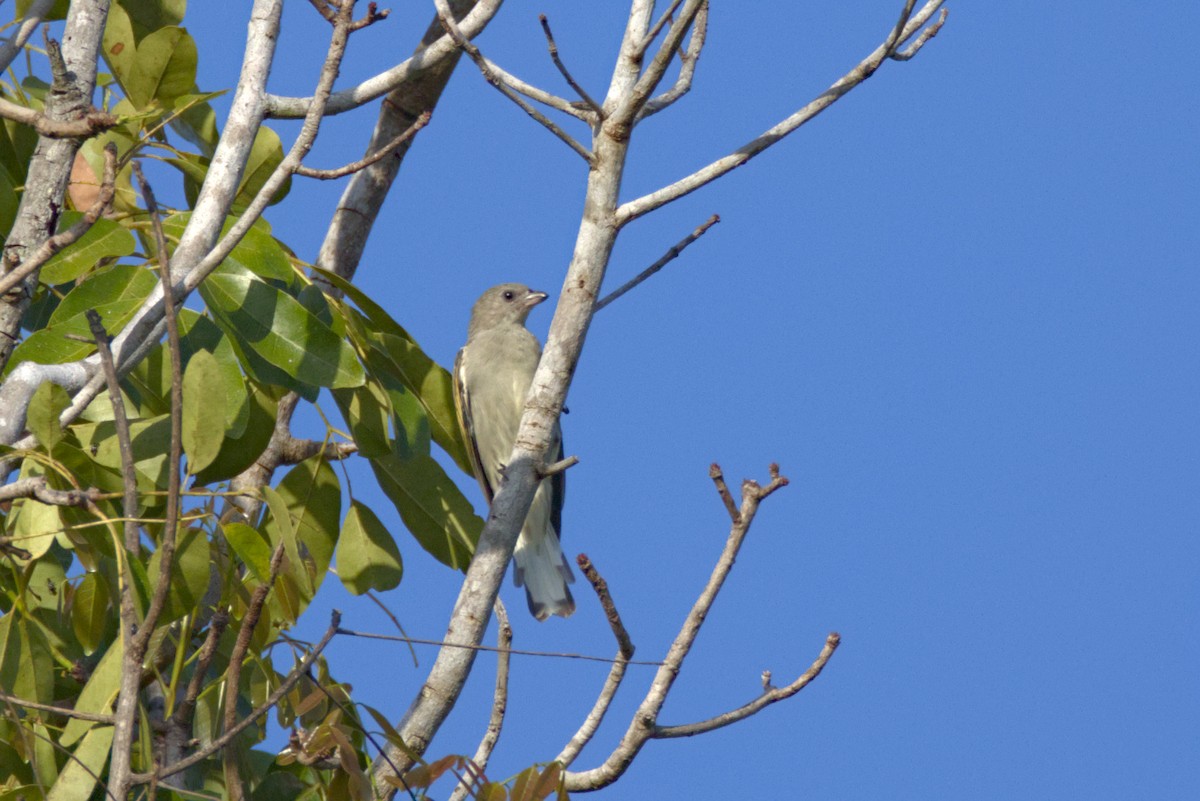 Lesser Honeyguide - ML647897801