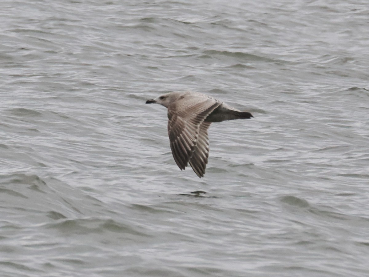 Gaviota/Gavión sp. - ML647897817