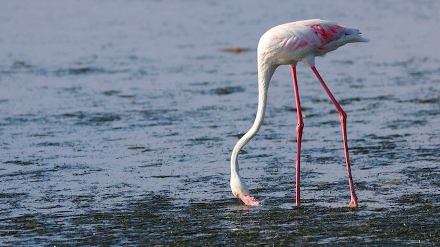 plameňák růžový - ML647897819