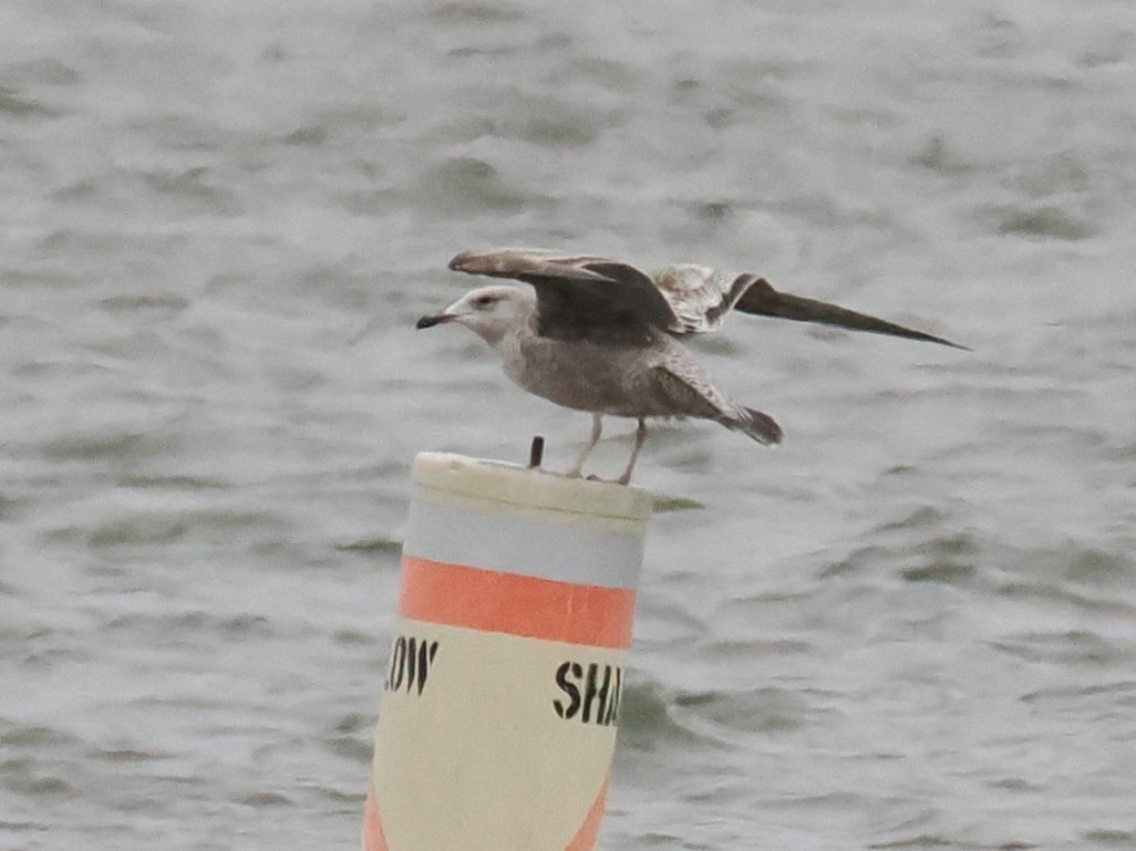 Gaviota/Gavión sp. - ML647897834