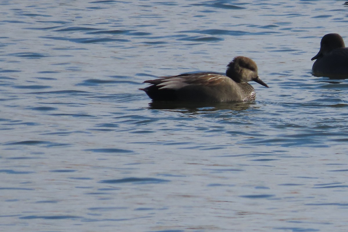 Ipar-ahatea - ML647897891