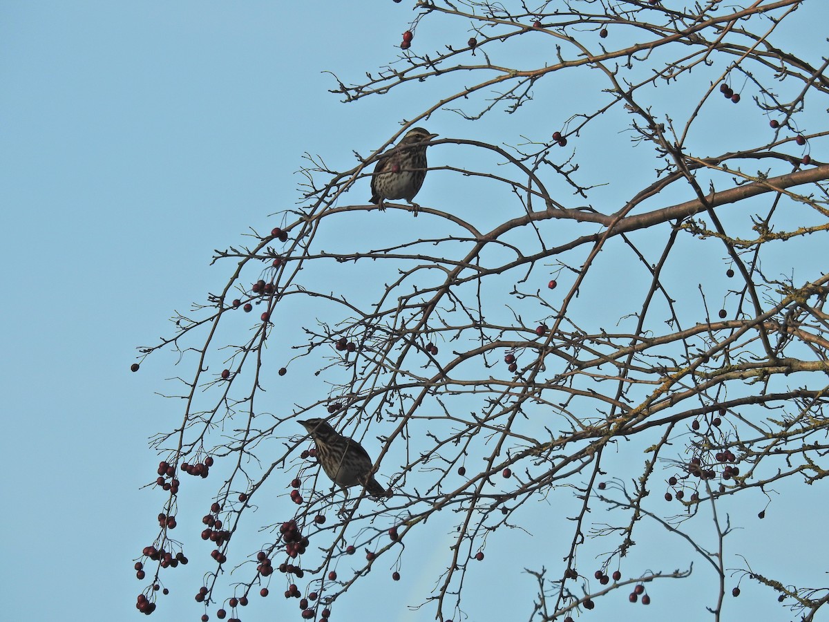 Redwing - ML647897913