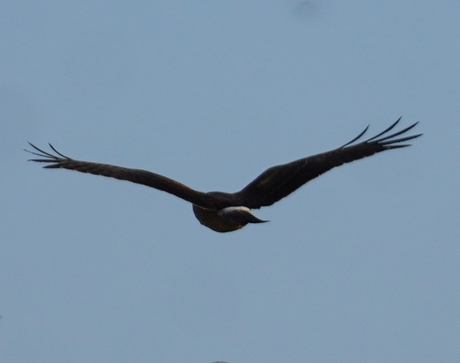 Northern Harrier - ML647897955