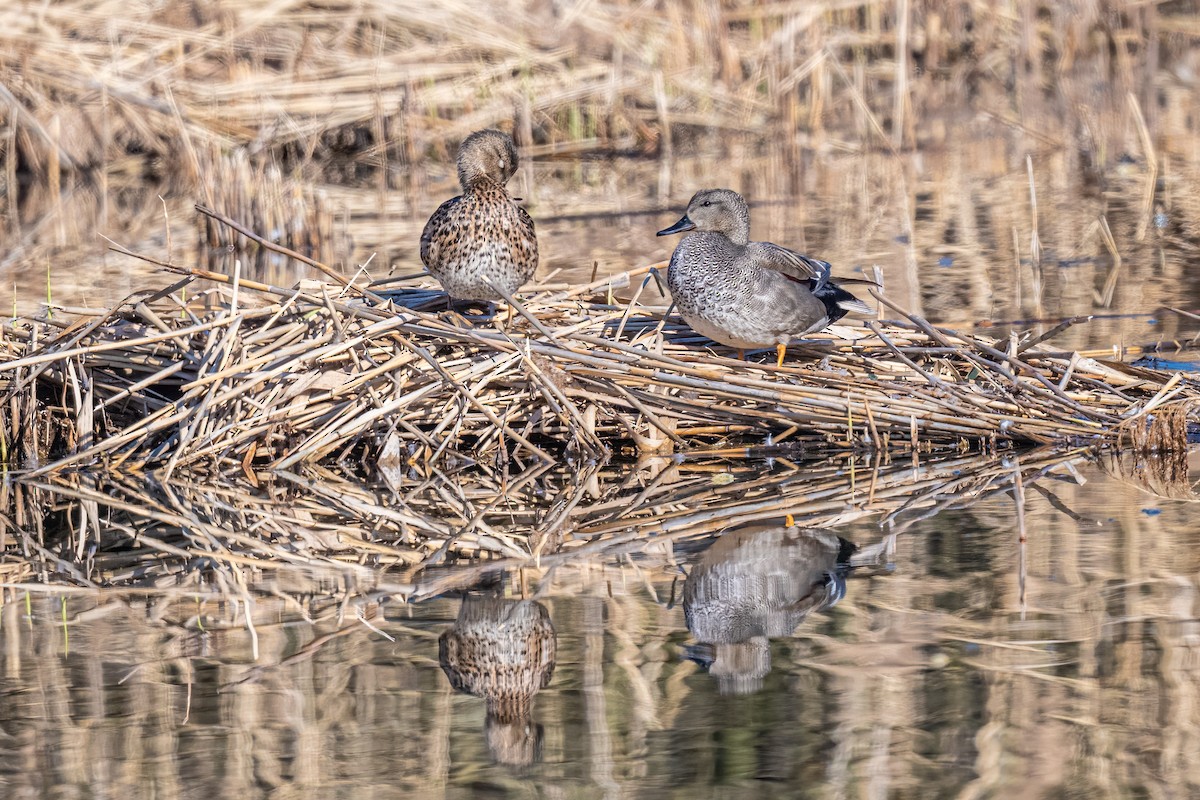 Ipar-ahatea - ML647897976